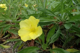 Missouri Evening Primrose (Oenothera macrocarpa) — mature form