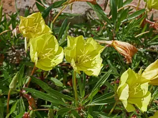 Missouri Evening Primrose (Oenothera macrocarpa) — foliage