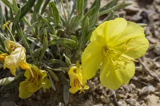 Missouri Evening Primrose (Oenothera macrocarpa), bloom