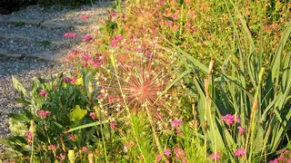 Missouri Evening Primrose (Oenothera macrocarpa), fall color
