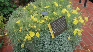 Missouri Evening Primrose (Oenothera macrocarpa), habit