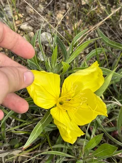Missouri Evening Primrose (Oenothera macrocarpa) — fall color