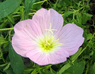 evening primrose