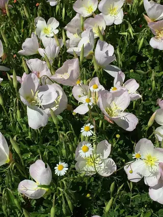evening primrose (Oenothera speciosa), foliage