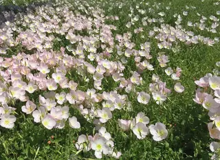 evening primrose