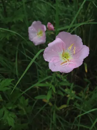 evening primrose (Oenothera speciosa), bloom