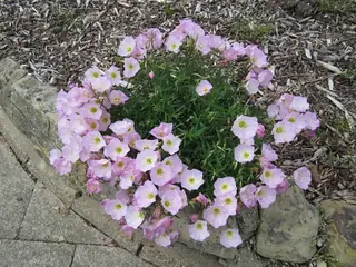 evening primrose (Oenothera speciosa), mature form