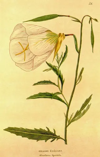 evening primrose (Oenothera speciosa) — mature form