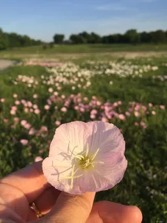 evening primrose (Oenothera speciosa) — bloom