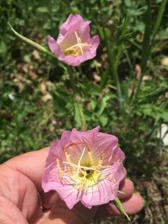 evening primrose (Oenothera speciosa) — fall color