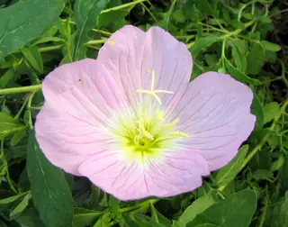 evening primrose (Oenothera speciosa), habit