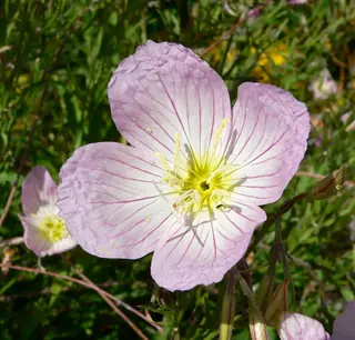 evening primrose (Oenothera speciosa), fall color