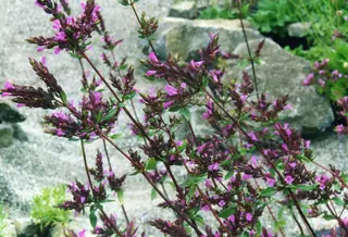 Kent Beauty ornamental oregano