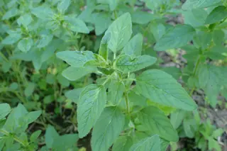 Kent Beauty ornamental oregano (Origanum 'Kent Beauty'), habit