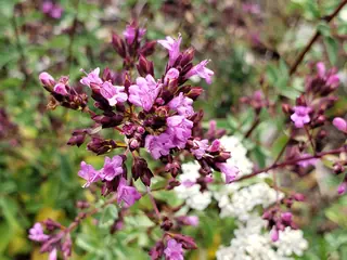Kent Beauty ornamental oregano (Origanum 'Kent Beauty'), fall color