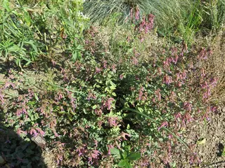 Kent Beauty ornamental oregano