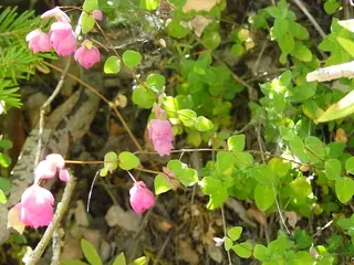 Hopflower Oregano