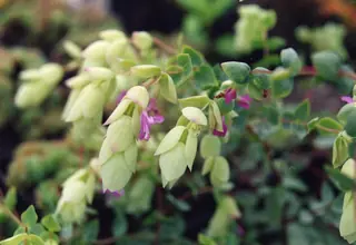 Hopflower Oregano (Origanum libanoticum) — mature form