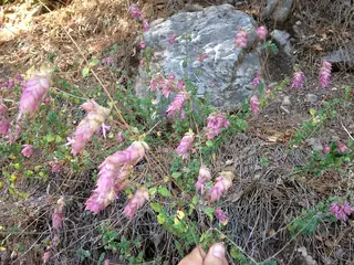 Hopflower Oregano (Origanum libanoticum) — foliage