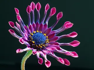 Avalanche White Sun Daisy