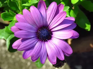 Avalanche White Sun Daisy (Osteospermum 'Avalanche') — foliage