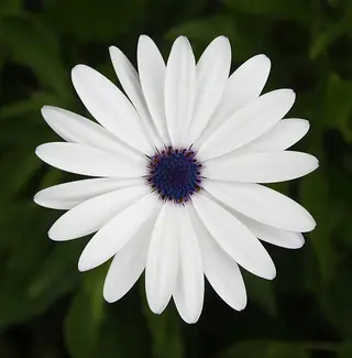 PURPLE MOUNTAIN Sun Daisy