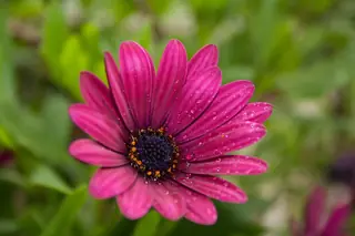 PURPLE MOUNTAIN Sun Daisy (Osteospermum barberae 'P005S') — mature form