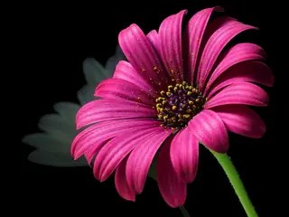 PURPLE MOUNTAIN Sun Daisy (Osteospermum barberae 'P005S') — foliage