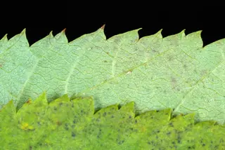 Hophornbeam — American Hophornbeam