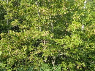 Hophornbeam — American Hophornbeam (Ostrya virginiana) — mature form