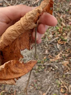 Hophornbeam — American Hophornbeam (Ostrya virginiana) — foliage