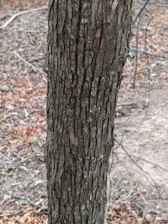 Hophornbeam — American Hophornbeam (Ostrya virginiana) — bloom