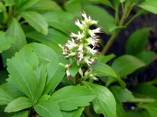 Japanese spurge