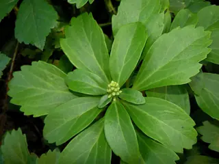 Japanese spurge (Pachysandra terminalis) — mature form