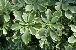 Japanese spurge (Pachysandra terminalis) — foliage