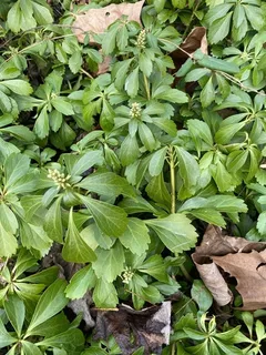 Japanese spurge (Pachysandra terminalis) — bloom