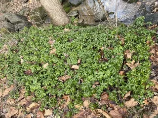 Japanese spurge (Pachysandra terminalis) — fall color