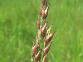 Switchgrass (Panicum virgatum) — mature form