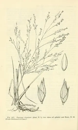 Switchgrass (Panicum virgatum) — foliage