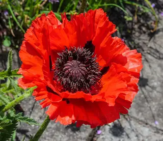 Oriental poppy