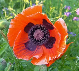 Oriental poppy (Papaver orientale) — mature form