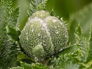 Oriental poppy (Papaver orientale) — foliage