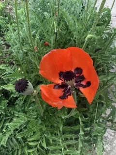 Oriental poppy (Papaver orientale) — bloom