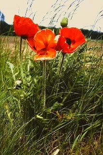 Oriental poppy (Papaver orientale) — fall color
