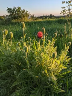 Oriental poppy (Papaver orientale) — habit