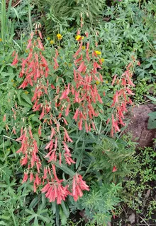 Beardlip penstemon
