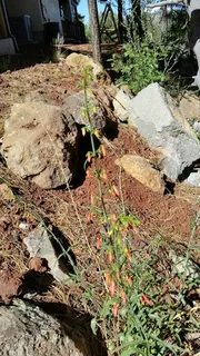 Beardlip penstemon (Penstemon barbatus) — mature form