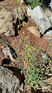 Beardlip penstemon (Penstemon barbatus) — foliage