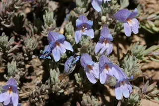 Mat penstemon