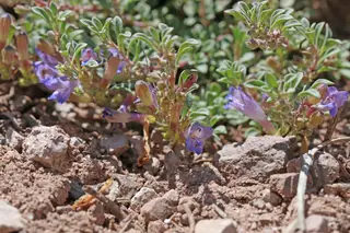 Mat penstemon (Penstemon caespitosus) — mature form